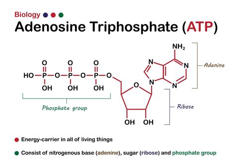 Physiology, Adenosine Triphosphate .